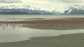 MIGRATING SHOREBIRDS IN ALASKA