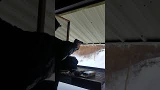 Desert eagle L5 50ae. Armscor ammo is trash