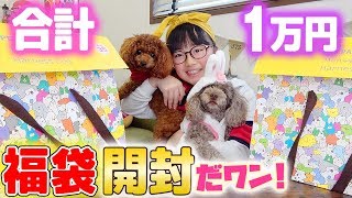 2つで合計1万円！犬の福袋開封して中身紹介♪♪大当たりも!【ペットパラダイス2019年福袋】