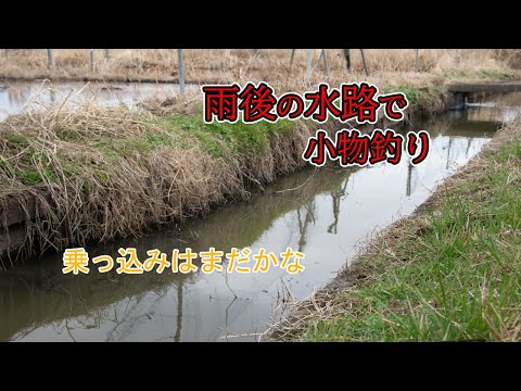 乗っ込み前の鮒釣り　雨後の水路は魚でいっぱい 【霞ヶ浦】小物釣り
