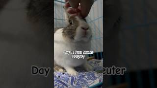 Day 1 Post Neuter Surgery