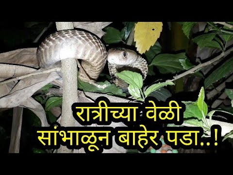 ananda marga philippines || अश्या ठिकाणी नाग बघून अंगाला काटाच येईल || सर्पमित्र आनंद चिठ्ठी ||