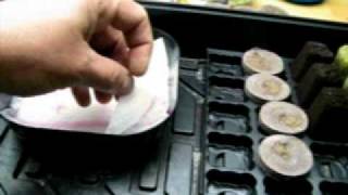 How to Germinate Seeds.AVI