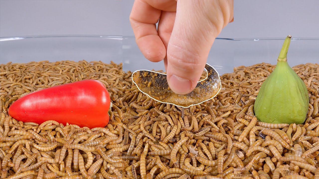 Mealworms eating Fish, Fig, Raspberry, Pepper TIMELAPSE compilation YouTube