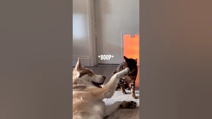 Watch the video about NO BOOPING!! 🐯🐺#pets #cat #dog #husky #bengal #boop #playfight #nottoday #funnyanimals #smackdown