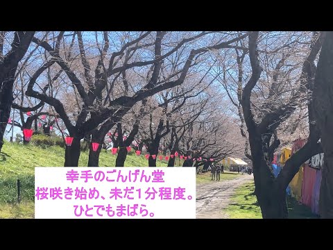 【旧車】スバル360、権現堂の桜並木を見に行く、まだ早いかも。【堀越畳店】