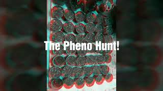 The Pheno Hunt!