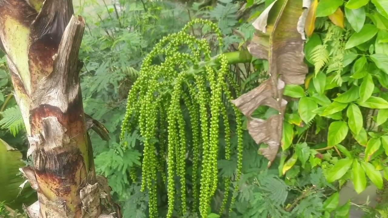 Suasana Alam Kampung Nyalindung: Sungai, pesawahan, bukit hijau pas untuk wisata sawah