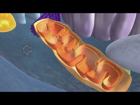 Video: Patofiziološke Lastnosti Kloridnega Kanala CLIC3 V Celicah Raka želodca Pri človeku