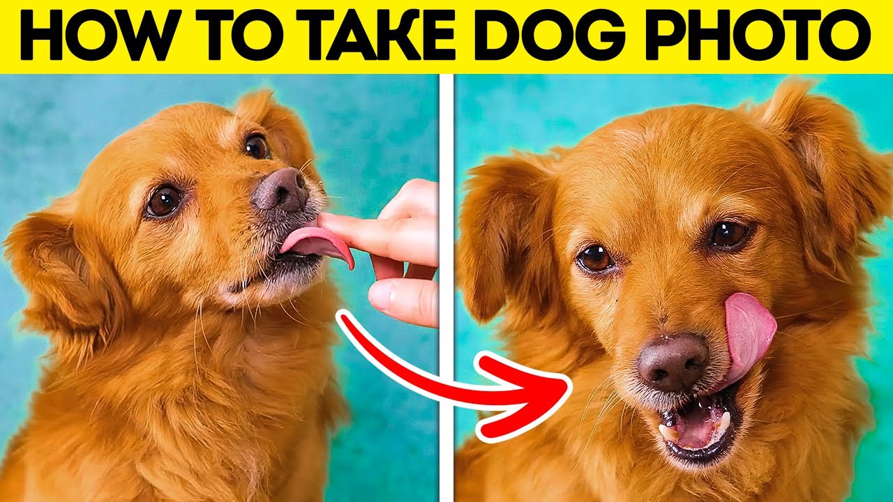 Cute And Useful Pet Hacks, Gadgets And DIY Ideas For The Loved Ones