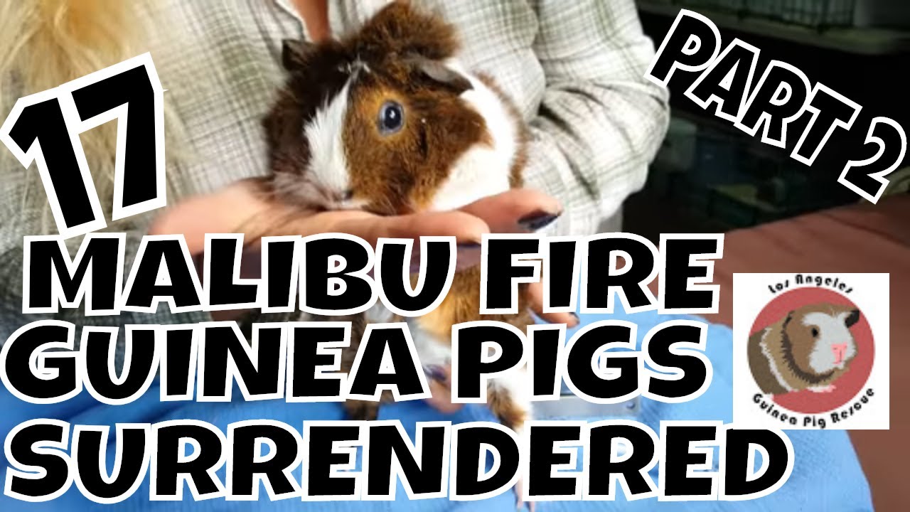 PART 2 Intake Video of 17 Malibu Fire Guinea Pig Surrenders YouTube