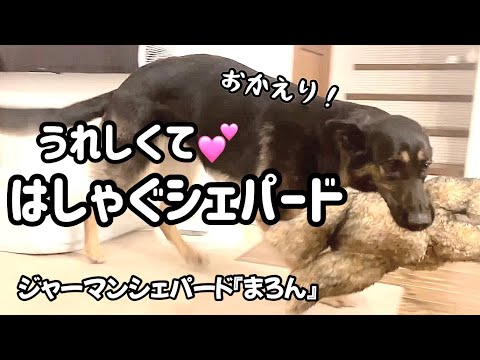 【ジャーマンシェパード】シェパードまろんまた大騒ぎ😂1週間ぶりのご対面はいつもドタバタwww楽しい週末の始まりだ!