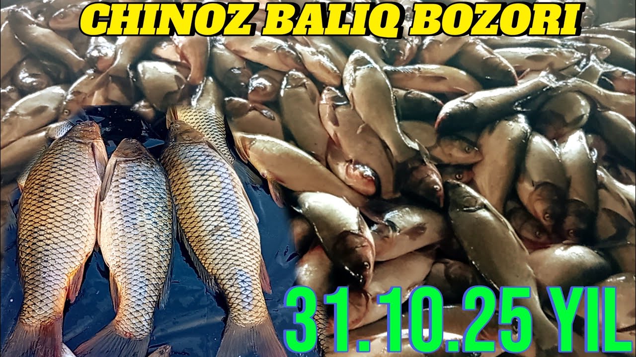 CHINOZ BALIQ BOZORIDAGI BUGUNGI NARXLAR DAXSHAT BOʻLDI TANISHAMIZ 🐟🐟