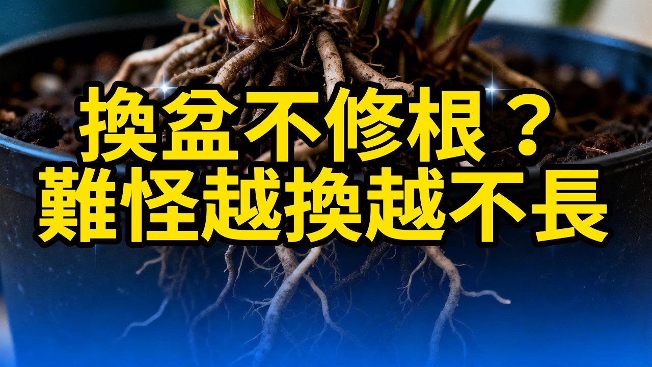 換盆不修根？難怪越換越不長
