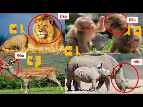 TNXH Lớp 3 - Tuần 28 - Bài: Thú