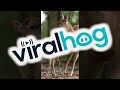 Mama Grooms Her Fawn || ViralHog