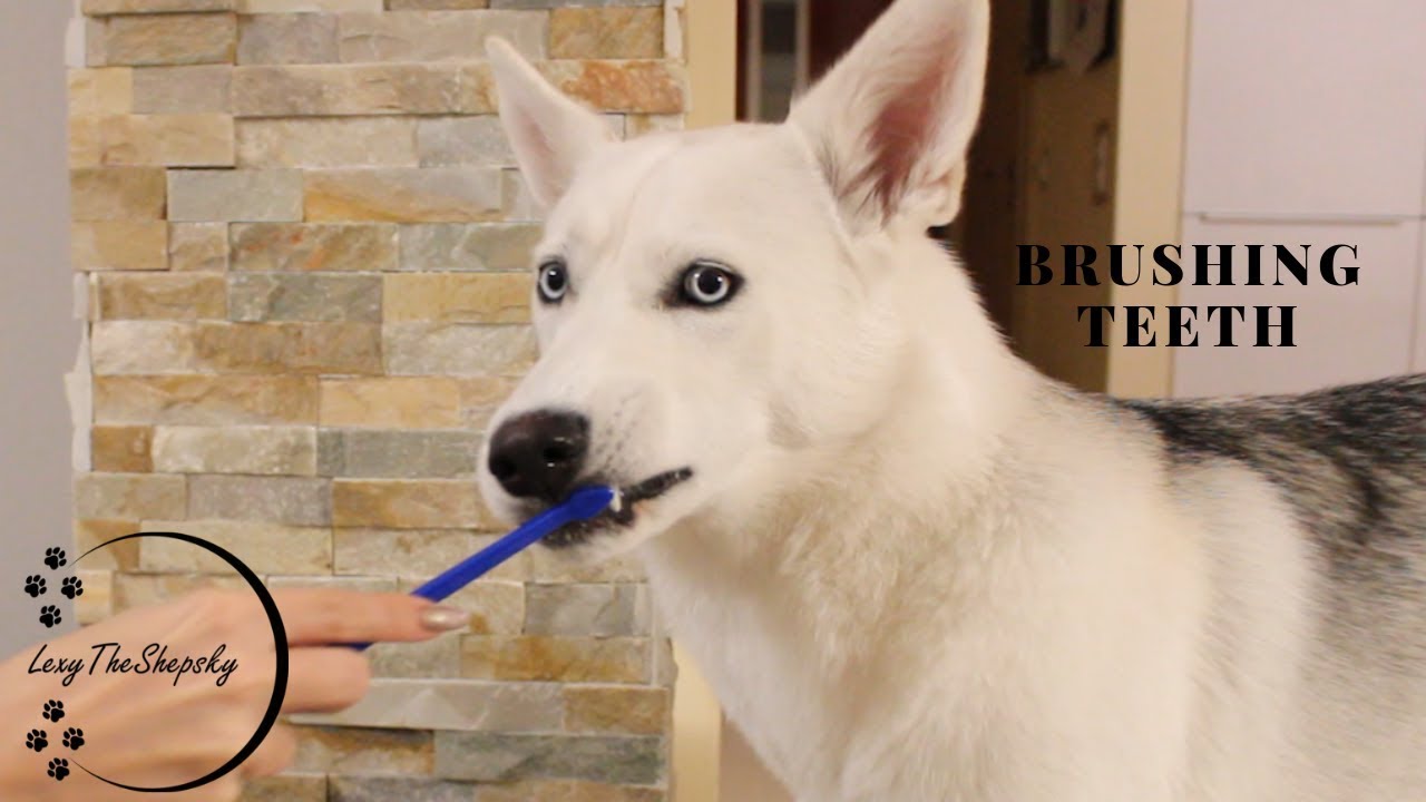 brushing my dog's teeth for the first time! YouTube