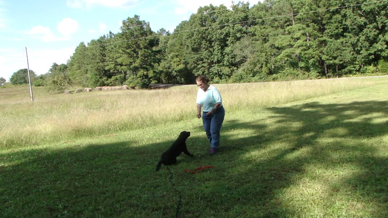 Dog Training YouTube