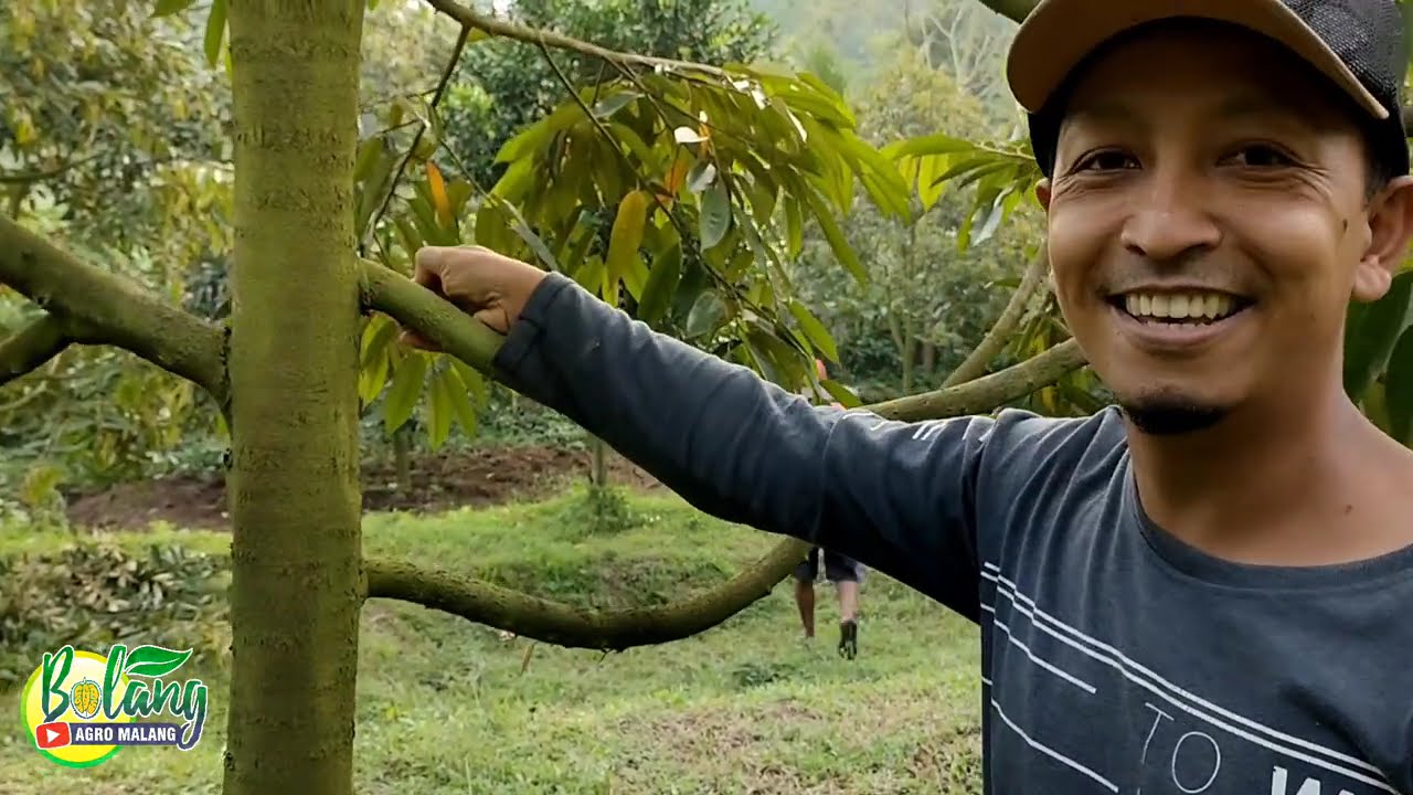 TIGA KUNCI SUKSES MEMBESARKAN POHON DURIAN ALA SAM YANTO TO @BOLANG AGRO MALANG  #kebundurian