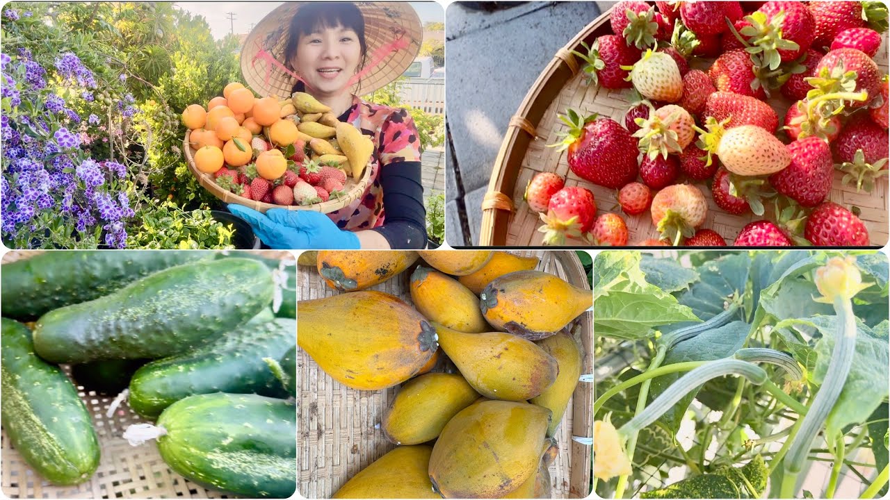 Thu Hoạch Lê Ki Ma, Dâu Tây, Dưa Leo, Tắc Tròn Việt Nam, Các Loại Rau Thơm Và Thăm Dây Mướp Đầy Trái