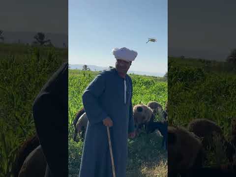 الحاج الضوى حسدينه ع البهايم