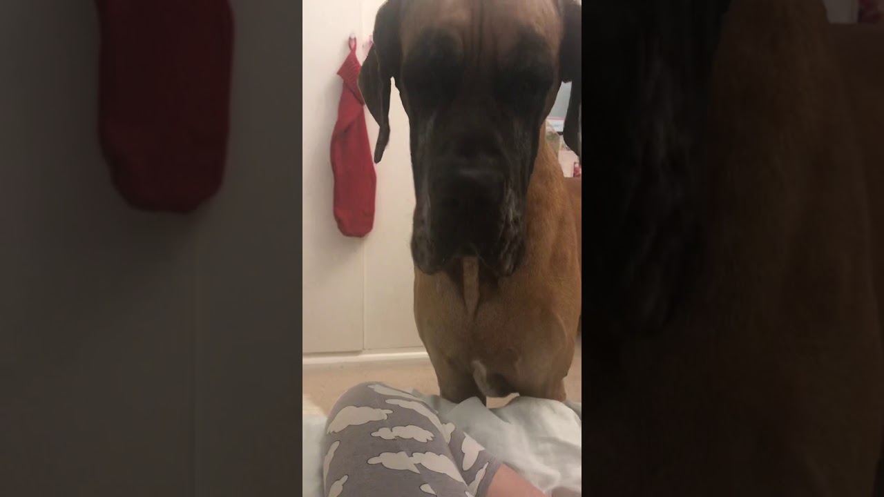 My Great Dane has a cookie dough addiction!!!!!