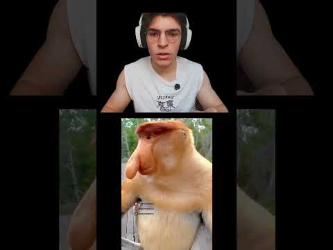 Brr Brr Patapim or Proboscis Monkey? #brainrot #memes #shorts
