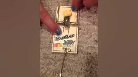 How to set a mouse trap