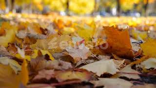 Close Up View of Empty Autumn Forest at Sunny Day Yellow Maple Leaves Lying on Lawn at Woodland