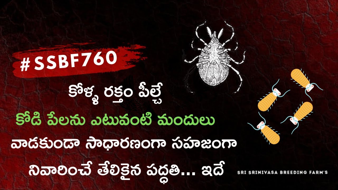 కోడి పేలను 100% సహజంగా నివారించే సాధారణమైన పద్ధతి ఇదే...