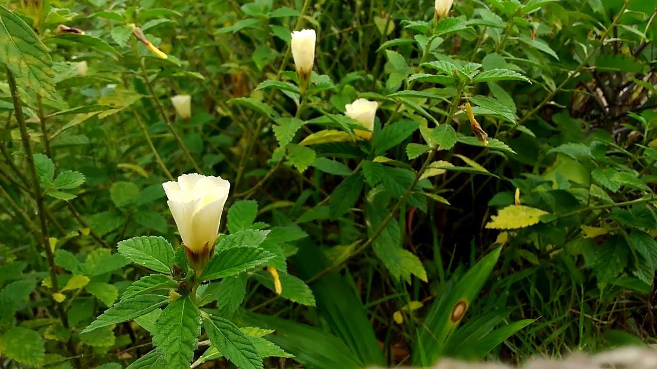  Gambar  Bunga  Jam Sembilan  Pickini