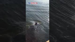 PLAY DATE 🐬: A Group Of Dolphins Visited A Bradenton Police Officer This Week