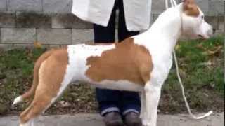 Karballido Staffs Rock Queen Of Presburg