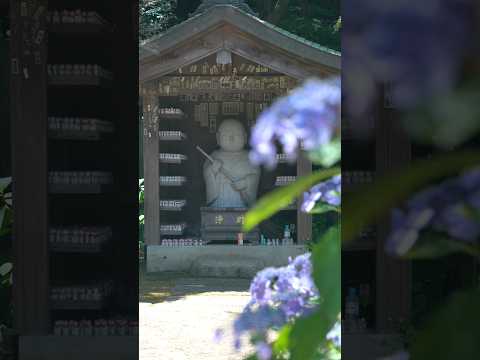 Hydrangea Temple Near Tokyo