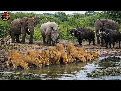 Serengeti – Land of the Big Five: Africa’s Fiercest Battle for Survival | Wildlife Documentary