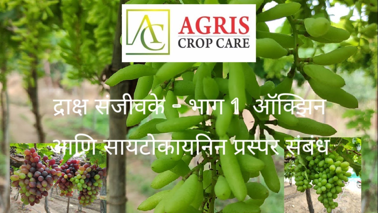 द्राक्ष संजीवके भाग 1 - ऑक्झिन आणि सायकायनीन प्रस्पर संबंध....