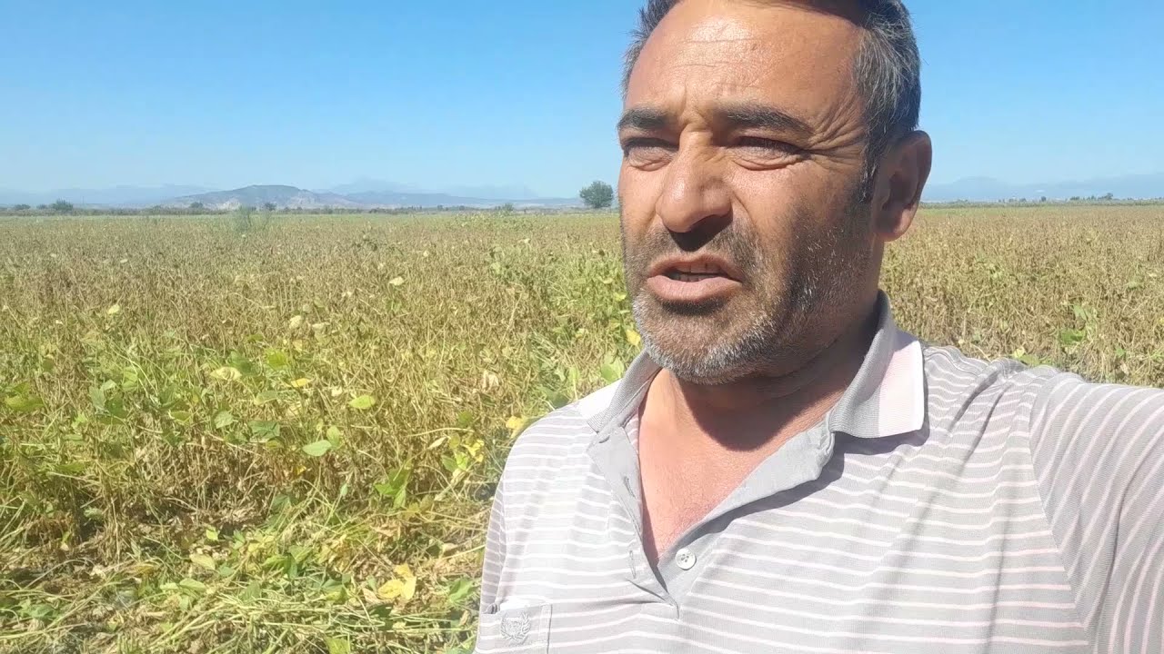 Soya Fasülyesi biçimi