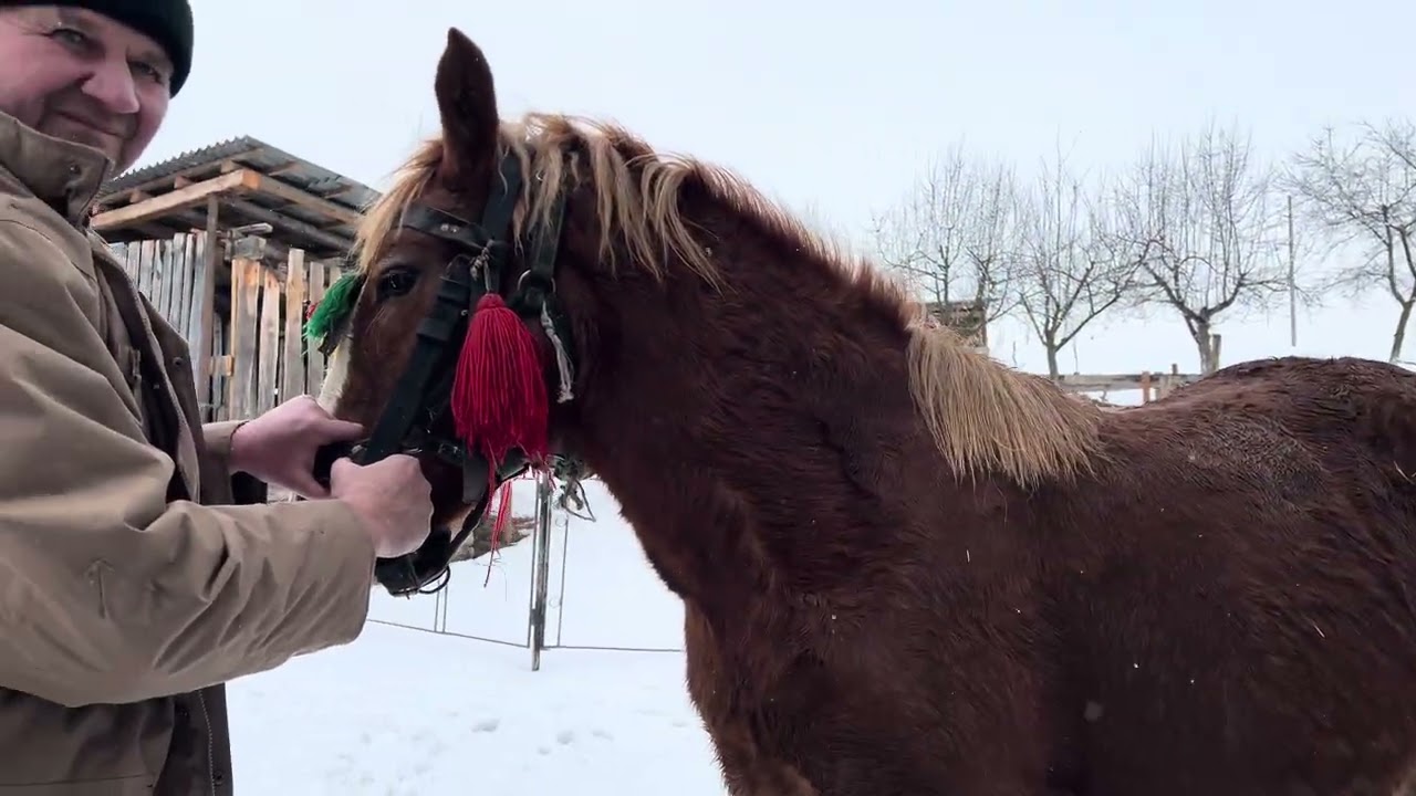 ⚜️Роман гарний господар⚜️