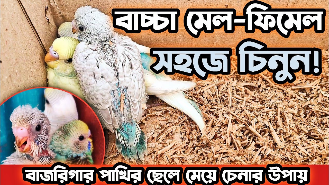 বাচ্চা বাজরিগার ছেলে না মেয়ে? সহজে চিনবেন এইভাবে!