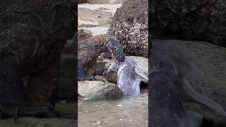 Komodo dragons prey on large cuttlefish squid [cumi sotong]