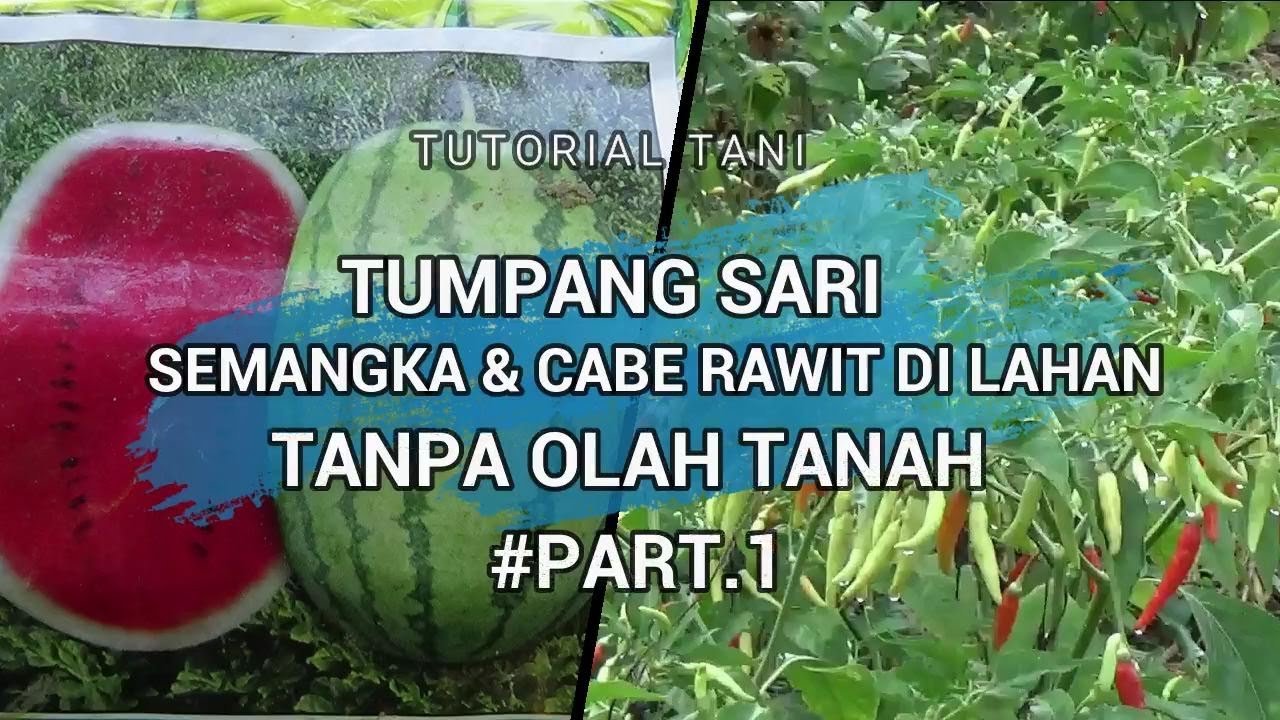 Tumpang Sari SEMANGKA & CABE RAWIT Di Lahan Tanpa Olah Tanah #PART 1