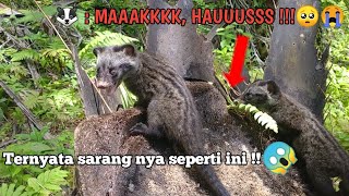 SEDIH JADINYA KALAU BEGINI !! ANAKAN MUSANG INI DITINGGAL INDUK NYA  😭