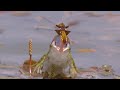 Frog vs flying dragonfly / Rana vs libélula voladora / Frosch gegen fliegende Libelle