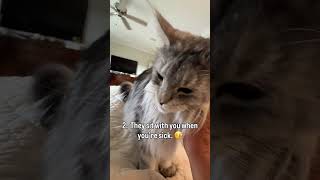 What angelic thing does your cat do? #catreels #mainecoon #catscatscats #catlover