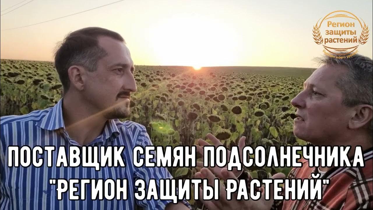 Гибриды подсолнечника 🌻 под технологию Экспресс Сан🤌 ️‍🔥 # ...