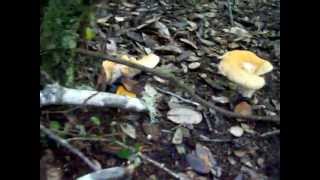 Hedgehogs Hydnum Repandum