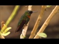 Gould&#39;s Jewelfront at the Amazonia Lodge - Peru