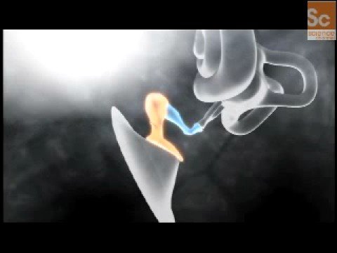 Mammals Vs. Dinos- Mammalian Ear Evolution