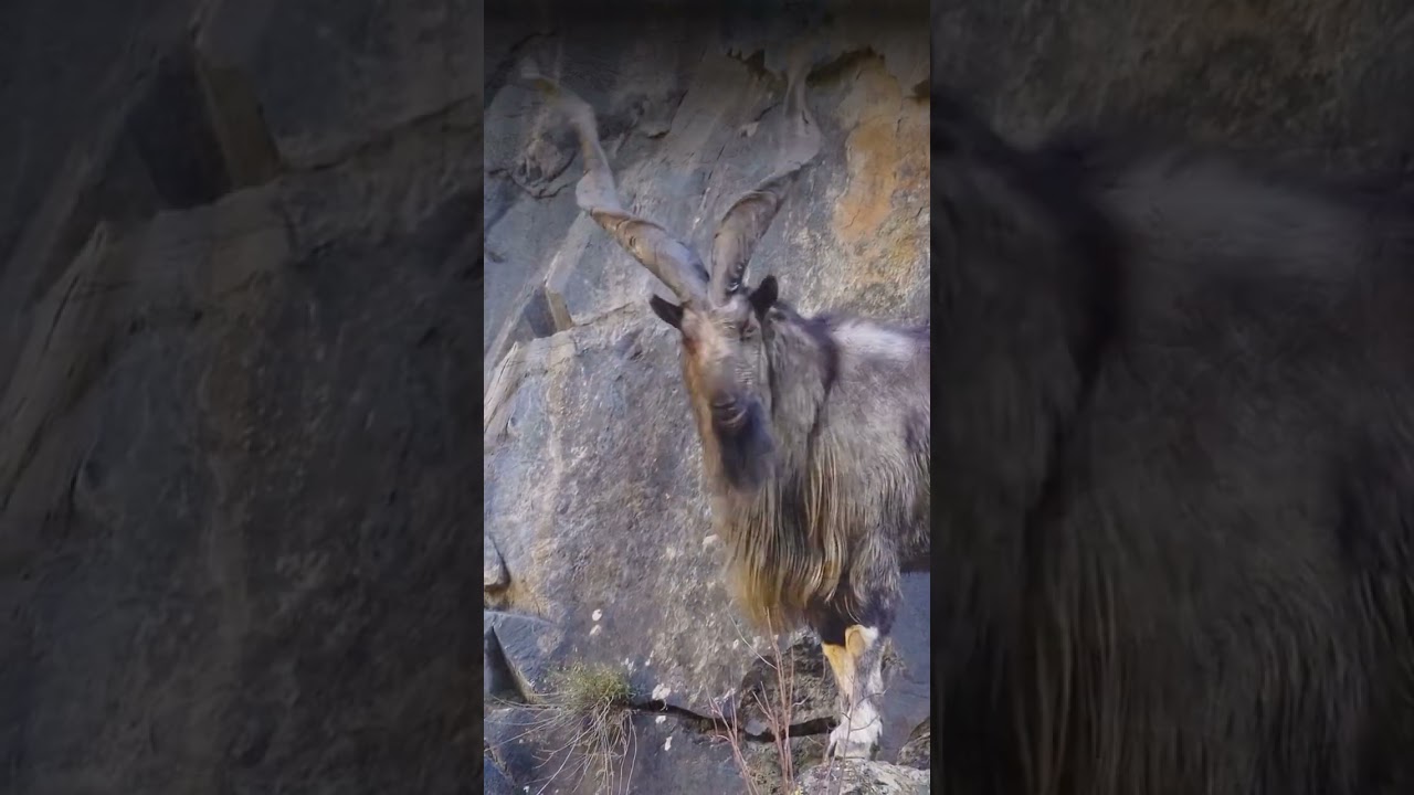 Meet the Markhor - nature’s spiral-horned superstar