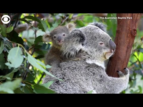 WEB EXTRA: 9 New Koalas At Australian Reptile Park